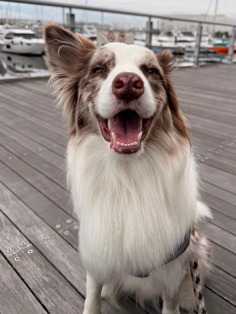 ryla_chocomarl's tweet photo. @piennekomint 喜怒楽どれかにエントリーします🐶 https://t.co/6DheqXsCip