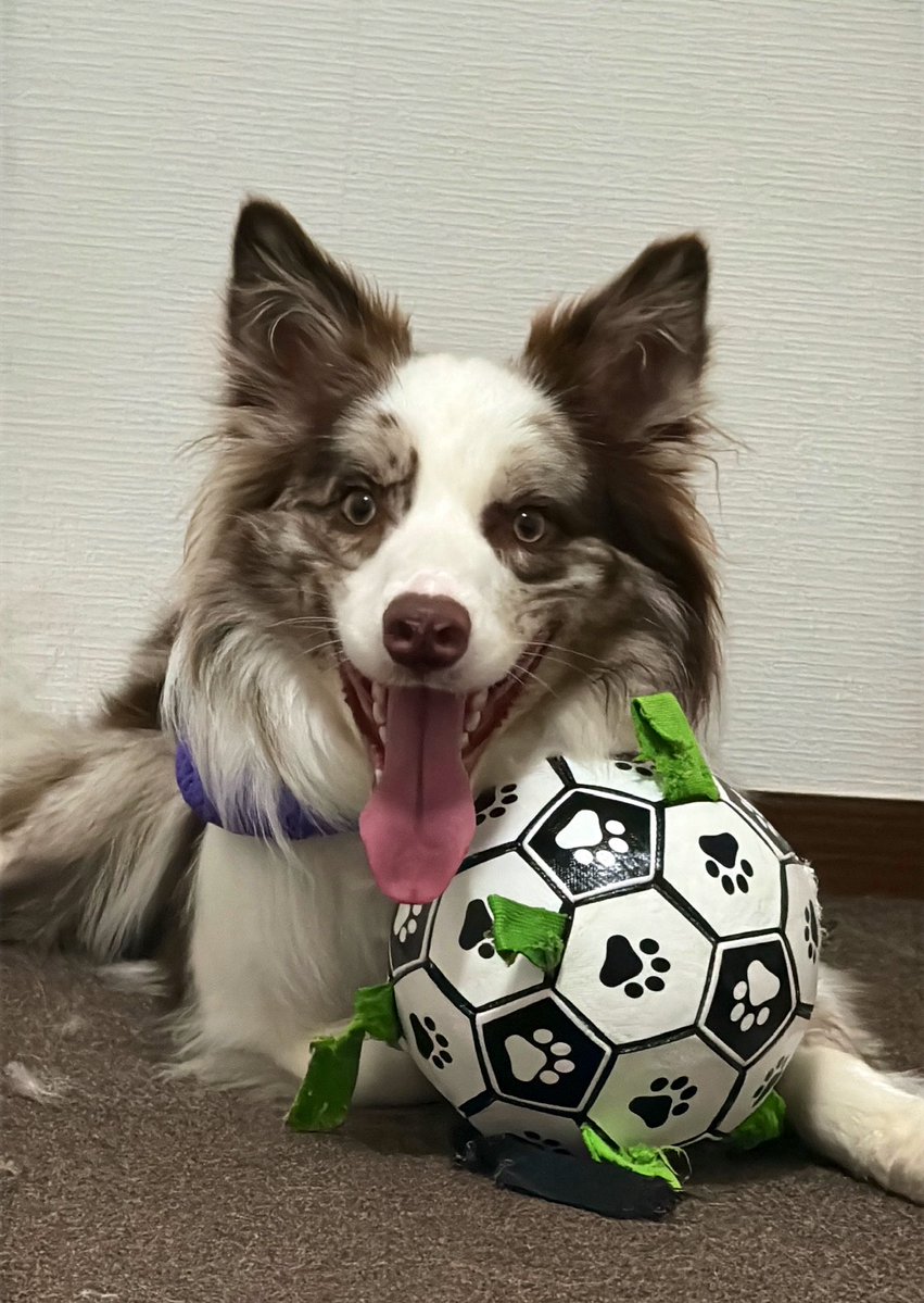 ryla_chocomarl's tweet photo. @piennekomint 喜怒楽どれかにエントリーします🐶 https://t.co/6DheqXsCip