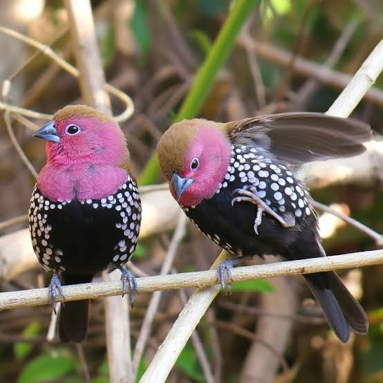 BuhosNo's tweet photo. Estrilda golirrosa (Hypargos margaritatus)

Paseriforme de la familia Estrildidae endémica del sureste de África https://t.co/yHF7qgOAJG