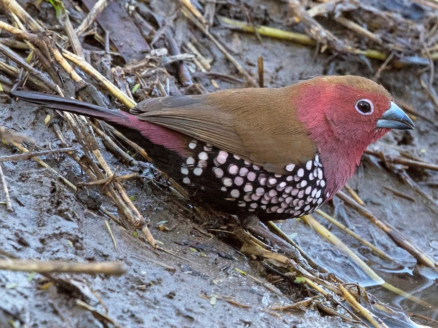 BuhosNo's tweet photo. Estrilda golirrosa (Hypargos margaritatus)

Paseriforme de la familia Estrildidae endémica del sureste de África https://t.co/yHF7qgOAJG