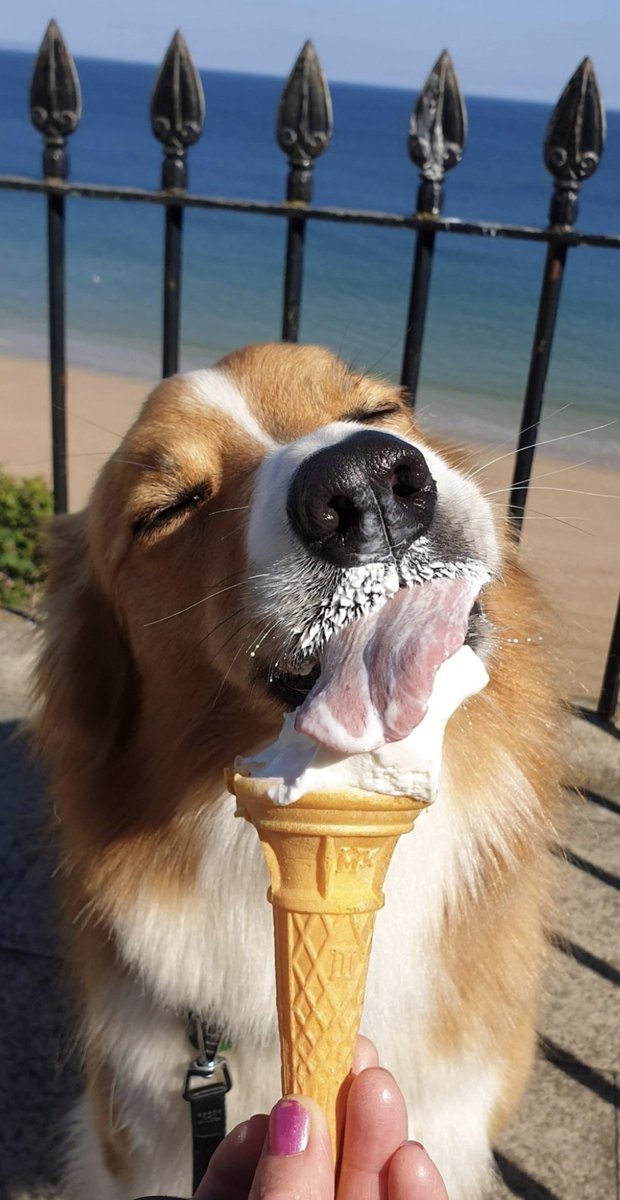 jacquihill18's tweet photo. My beautiful boy Charlie,  i miss him so so much 💔 x #welshsheepdog https://t.co/6iPG65TeCj