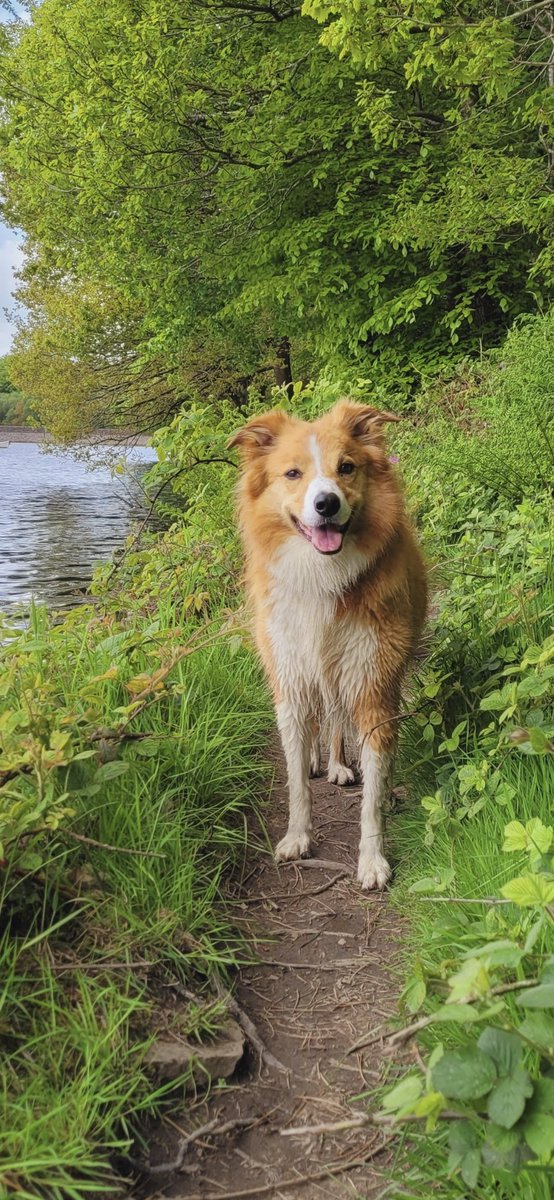 jacquihill18's tweet photo. My beautiful boy Charlie,  i miss him so so much 💔 x #welshsheepdog https://t.co/6iPG65TeCj
