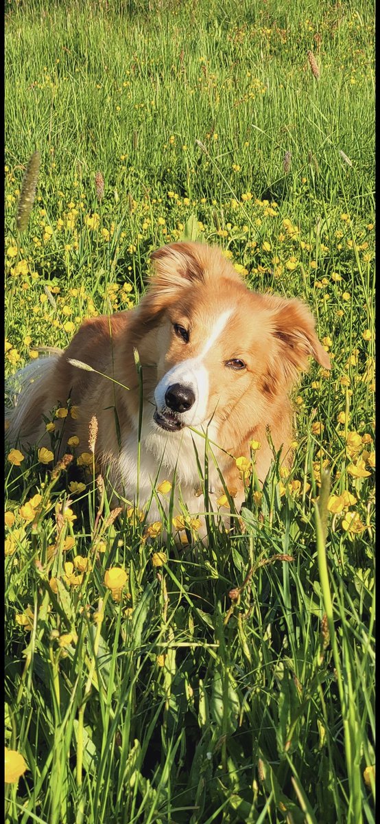 jacquihill18's tweet photo. My beautiful boy Charlie,  i miss him so so much 💔 x #welshsheepdog https://t.co/6iPG65TeCj