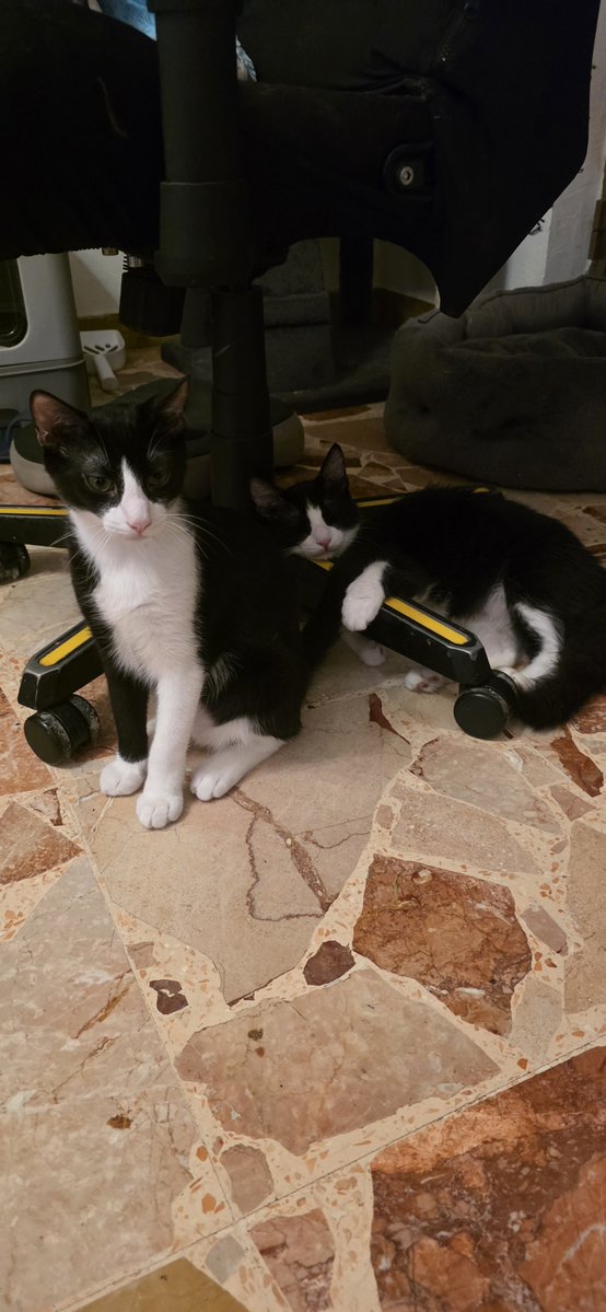 LucaRossi080's tweet photo. Thor e Loki ❤️❤️❤️ #CatsOnTwitter #cats #gatti https://t.co/8r5aBe34UP