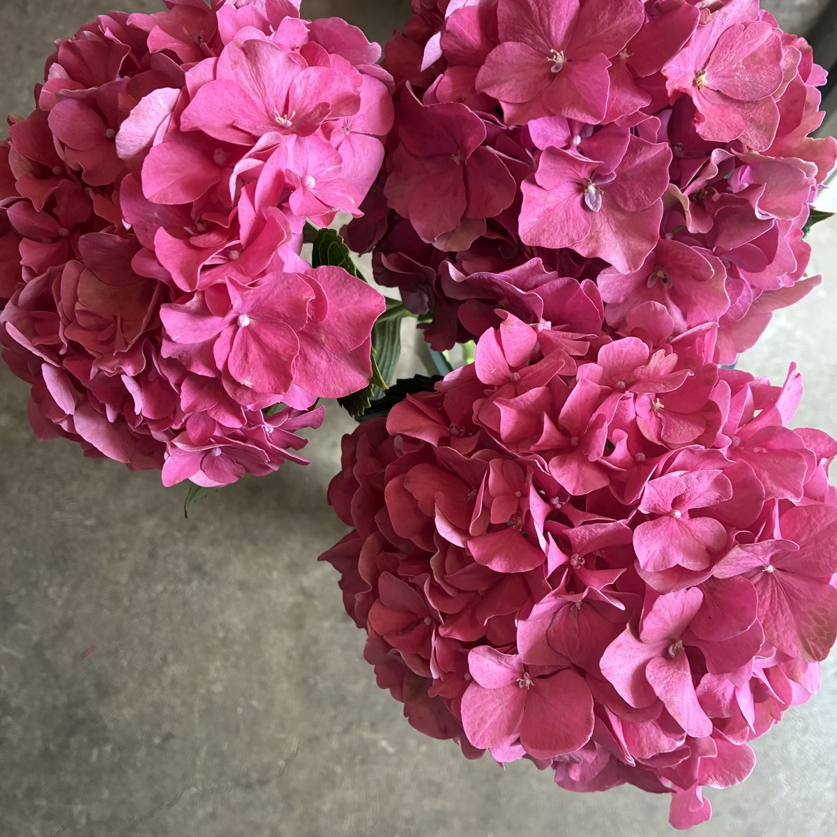 dicipeu's tweet photo. 毎日ひと花＊紫陽花『グローイングアルプスピンク』 https://t.co/80RiseGgs0