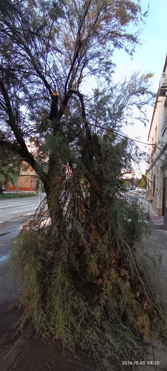 akyra1101's tweet photo. Buen dia, queria informar de esta incidencia en calle Oriente 39. Gracias
@Ayto_Tomelloso https://t.co/ysKtT9CvoC