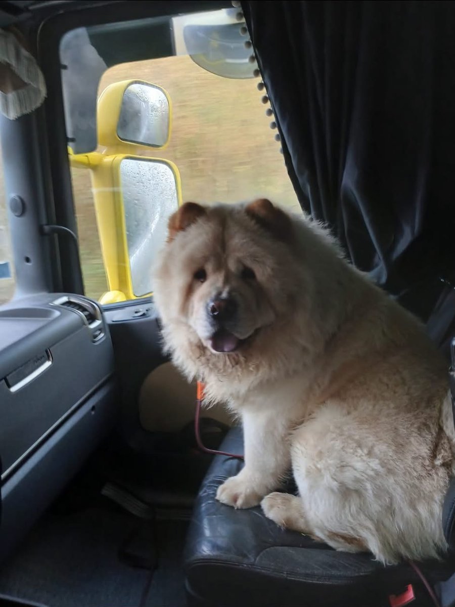 vigipets's tweet photo. 🟠 🐶 Chien perdu le 03/10/2026 à Pléneuf-Val-André (22370).
Race : Chow Chow / Âge : 1 an(s)
Snacky / Mâle / Identifié(e) : Oui

☎️ 0672507987
📧  marc.gallou28@gmail.com

 #chienperdu #chientrouve #chien #perdu #trouve https://t.co/Op1QoAaj8D