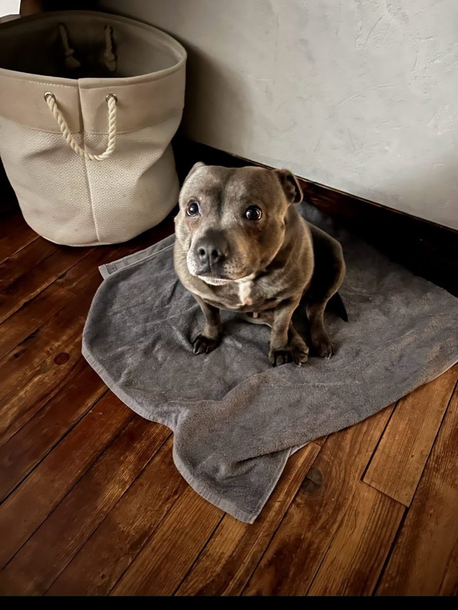 vigipets's tweet photo. 🟠 🐶 Chien perdu le 02/10/2026 à Signy-Signets (77640).
Race : Staffordshire Bull Terrier / Âge : 10 an(s)
Orna / Femelle / Identifié(e) : Oui

☎️ 0671957798
📧  filipe.martins.esteves@gmail.com

 #chienperdu #chientrouve #chien #perdu #trouve https://t.co/3W2f097nyz