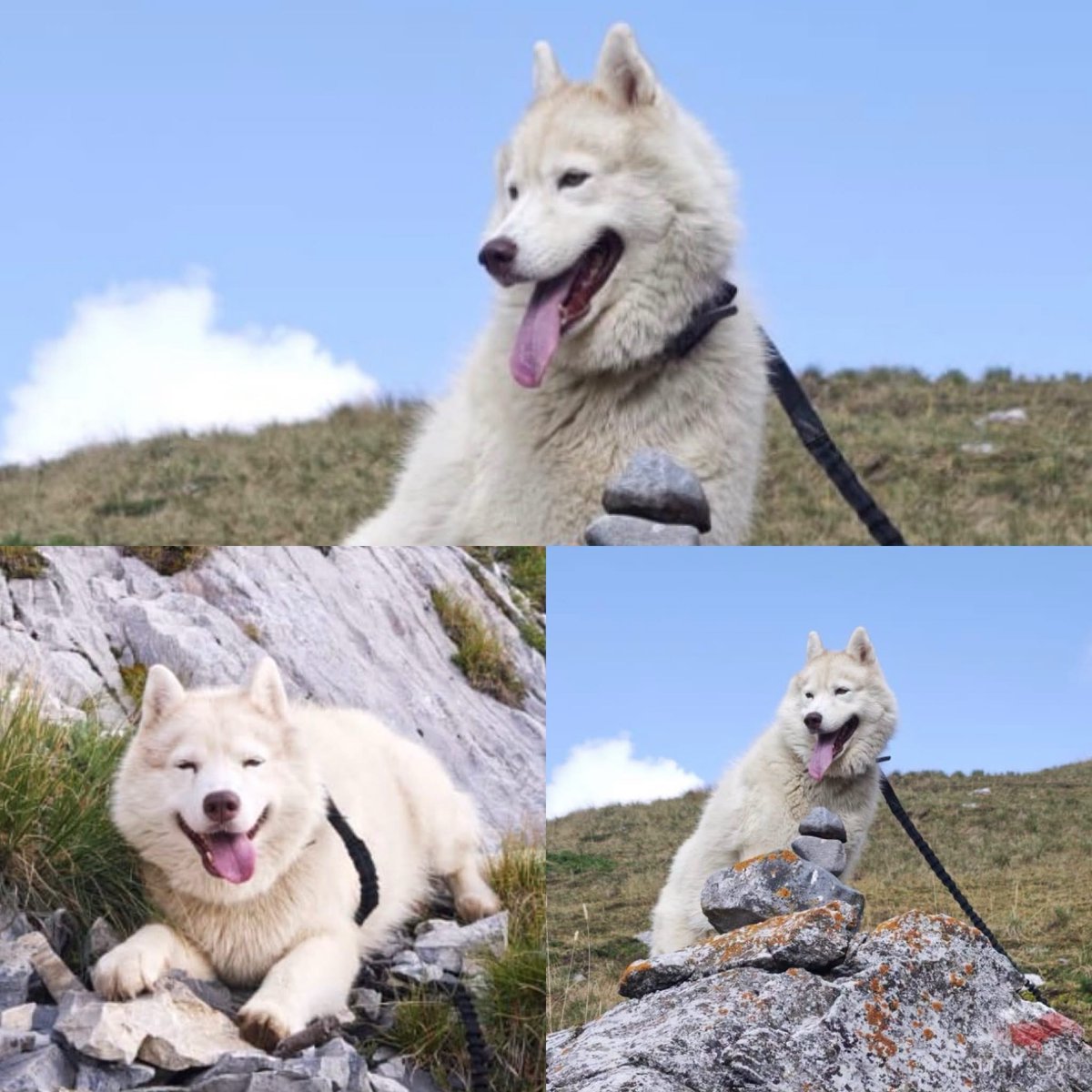 vigipets's tweet photo. 🟠 🐶 Chien perdu le 01/10/2026 à Nice (06100).
Race : Husky Sibérien / Âge : 8 an(s)
Ozie / Femelle / Identifié(e) : Oui

☎️ 0680156079
📧  ventes.remi@gmail.com

 #chienperdu #chientrouve #chien #perdu #trouve https://t.co/v2t10Jzu6h