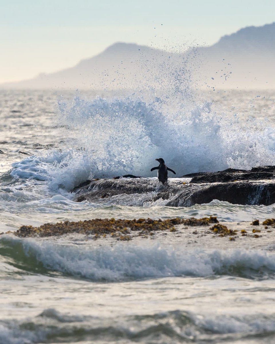 Saviranerol's tweet photo. Saunders Island, the fourth largest of the Falkland Islands, is a paradise for wildlife lovers. Who’s ready for an adventure? Photo: Yuri Choufour https://t.co/VQ7oYu0qml