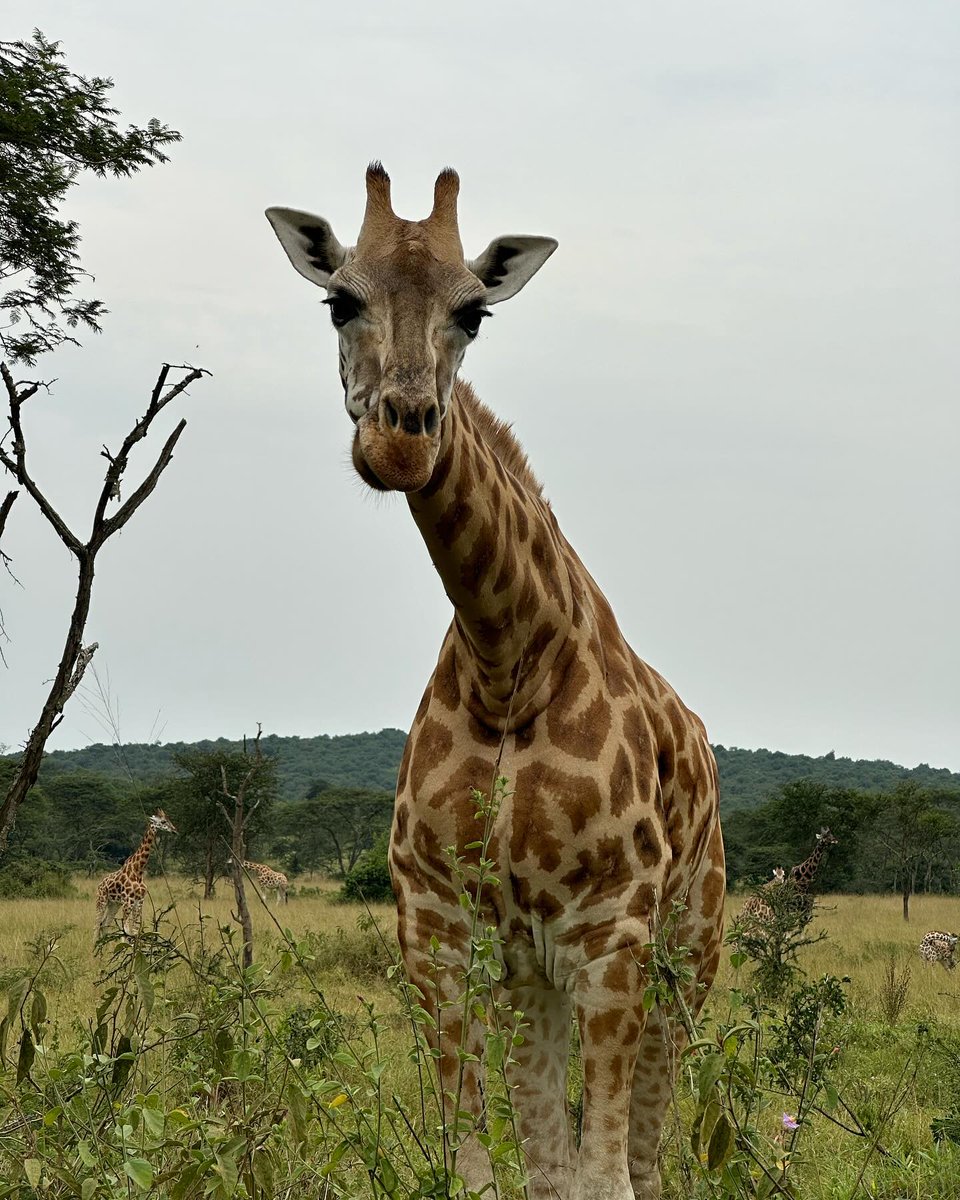 yessika333's tweet photo. Early morning walking safari in Uganda. https://t.co/uwIDgOo4Pf