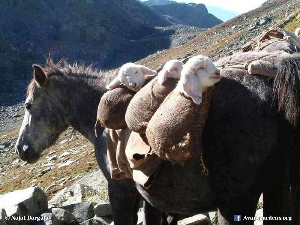 dieworkwear's tweet photo. this is similar to how people in rural italy transport baby lambs for seasonal grazing https://t.co/BUrYHpWa44