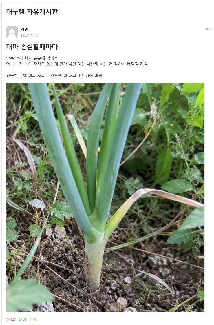 bighwanjang1's tweet photo. 남은 대파를 학교에 처리하는 경북대생 https://t.co/34PllwlfR7