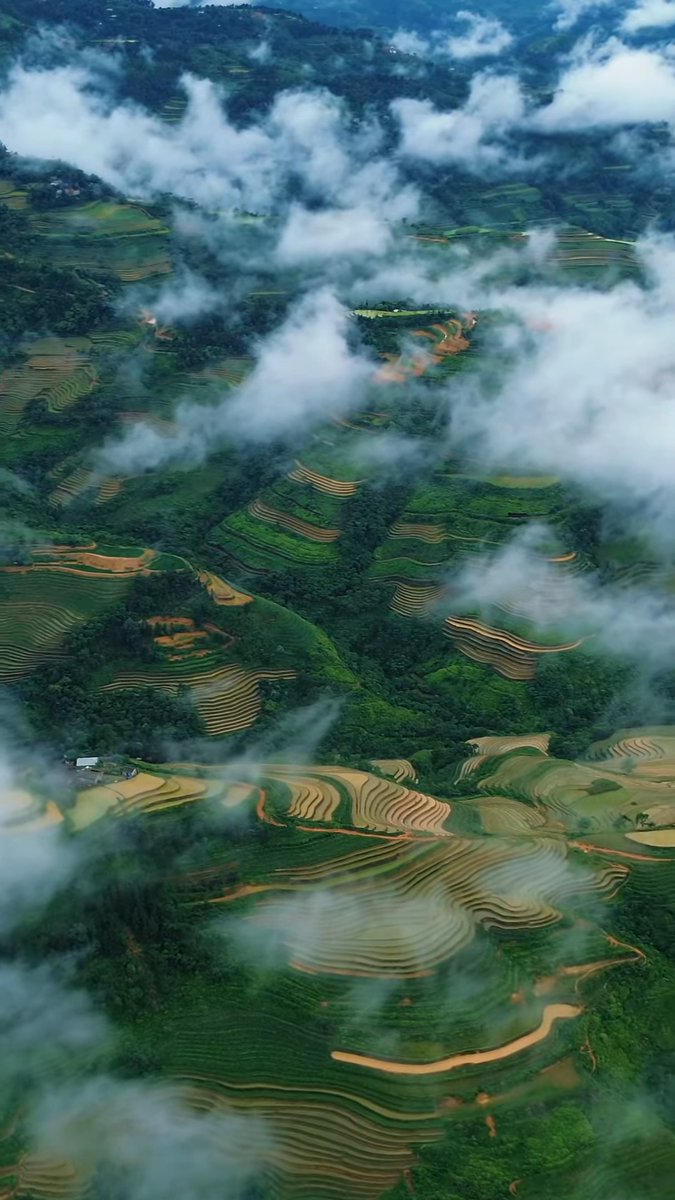 fahrettibur's tweet photo. Where the Mountains Turn Golden

Ha Giang’s terraced rice fields curve along the mountains like stairways to the sky. In harvest season, they glow gold beside quiet villages, local markets, and winding roads where every turn tells a story. https://t.co/d31SXQ3c27