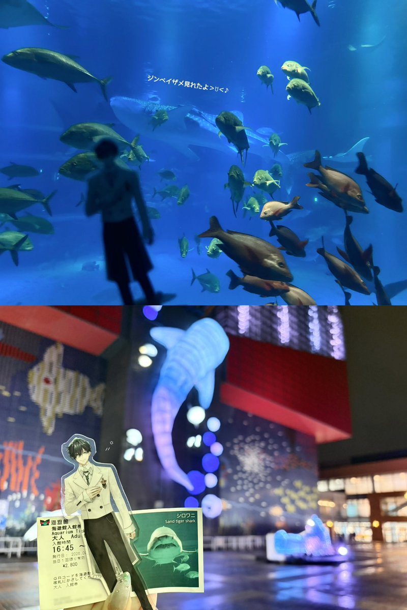 __82acc8's tweet photo. 念願の海遊館🦈🩵 平日なのに人多すぎてびっくり！2周したけど18時半以降が比較的人少なくてゆっくり回れて良かった=⩌⩊⩌= お目当てのジンベイザメも見れたし✌🏻⋆꙳ なんかアク踊配信思い出したよ〜💭 やっぱり水族館って大好きだ➰🐟 #山田のエゴサーチ https://t.co/MfjpqbLGsi