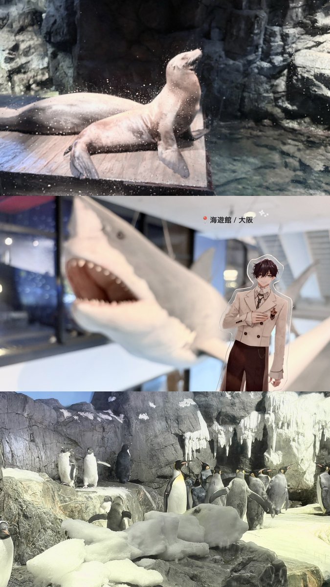 __82acc8's tweet photo. 念願の海遊館🦈🩵 平日なのに人多すぎてびっくり！2周したけど18時半以降が比較的人少なくてゆっくり回れて良かった=⩌⩊⩌= お目当てのジンベイザメも見れたし✌🏻⋆꙳ なんかアク踊配信思い出したよ〜💭 やっぱり水族館って大好きだ➰🐟 #山田のエゴサーチ https://t.co/MfjpqbLGsi