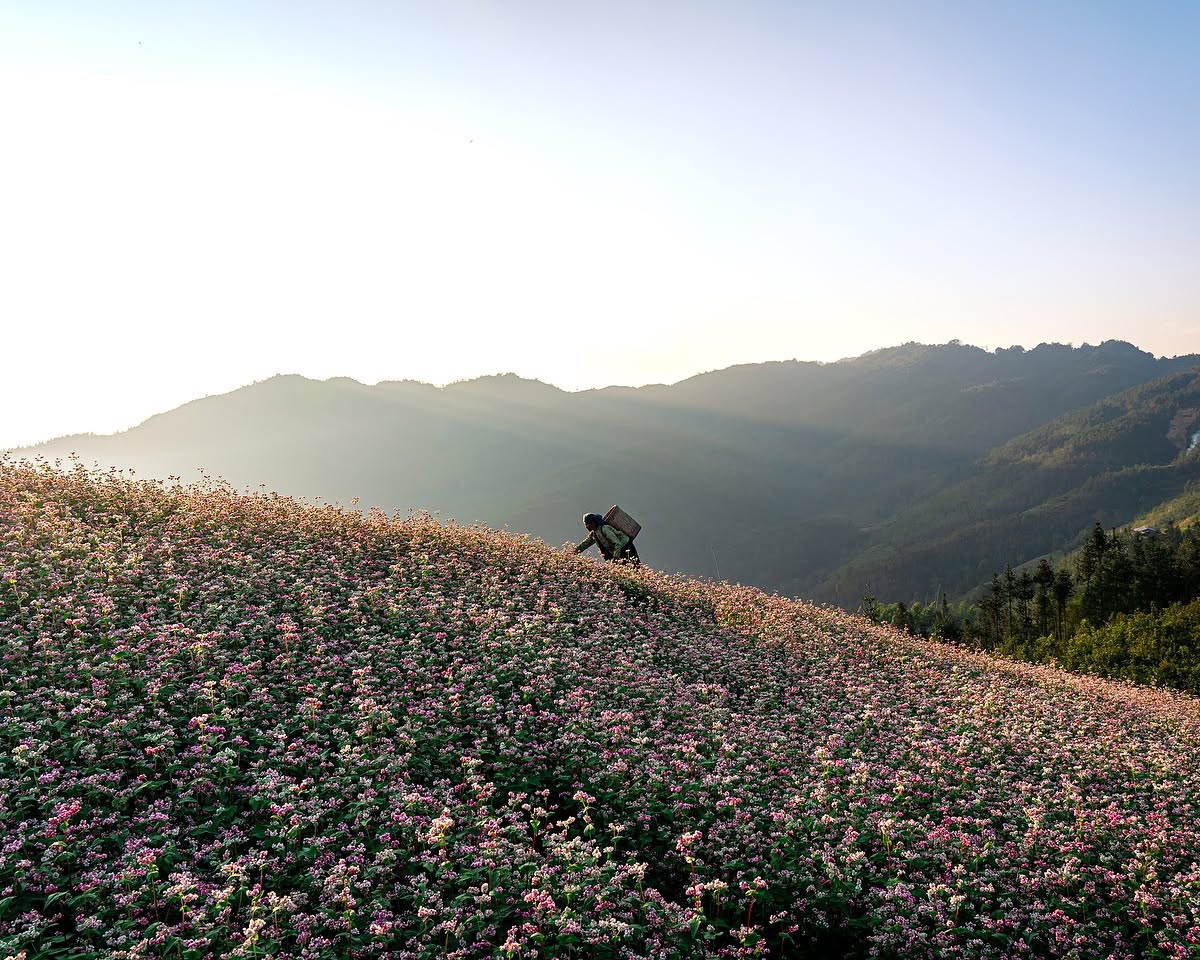 Nelsandino's tweet photo. Buckwheat flower season in Ha Giang is calling. Wander sunlit mountain roads, capture blooms, conquer scenic passes, and savor highland flavors. Gather your friends and make memories before the season fades. https://t.co/xJgPWwHdXs