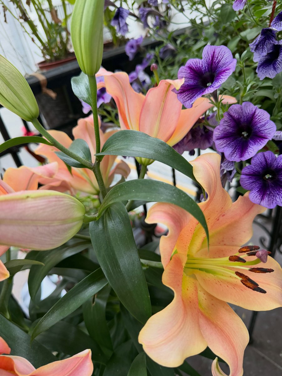 ToledoRodrigues's tweet photo. Late summer on the balcony: lilies. https://t.co/81l9iMtrrA