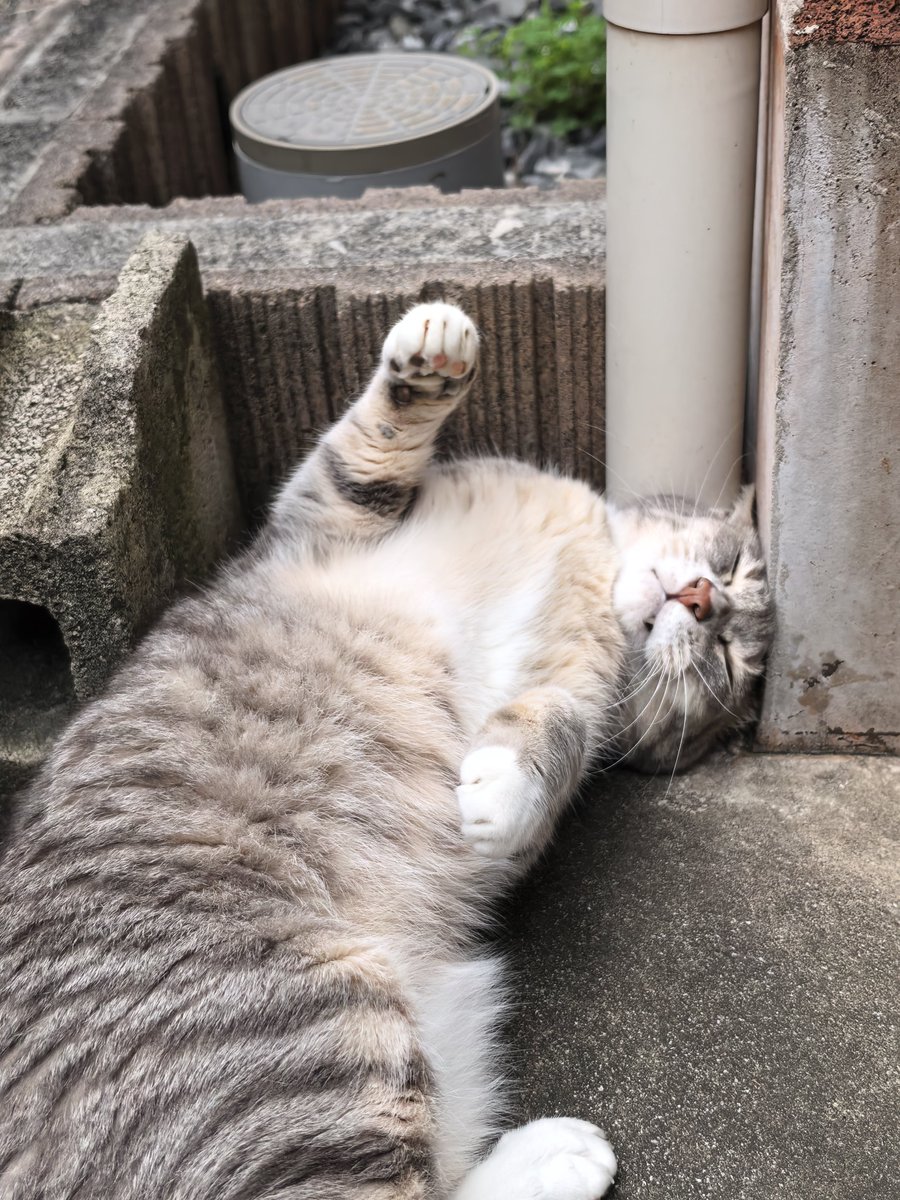 mofucla's tweet photo. 外行くと声をかけるとキリっとする https://t.co/dr2XXYo7Ae