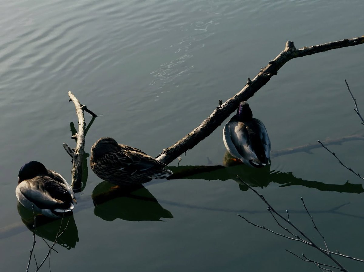 _SudeTufan_'s tweet photo. Springtime by the river, soaking up the sunshine and capturing the moment. https://t.co/8f8HWmGSOD