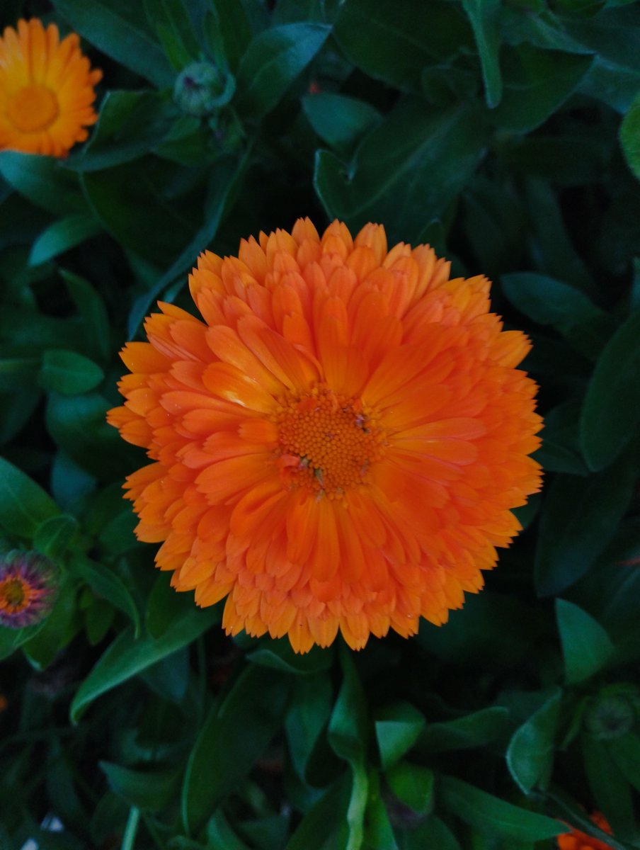 Maryam873537's tweet photo. نارنجی‌ترین قابِ گالریت کدومه؟ 🍂🧡 https://t.co/4RJEExvt8z