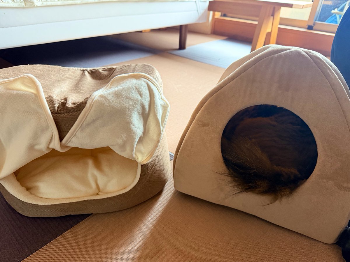 kurocofantasy's tweet photo. 蓮太郎は頭を上げるのもしんどそう。
吐き気と闘っている様���😭
朝ダイソーで猫ドームをゲトりまして
狭そうながらも入ってくれて嬉しかった！
ずっと待機してた酸素室の遂に出番かと思ったのだが、しばらくすると移動ムーブぶちかまし🐈‍⬛
鳥さんの囀りが少しでも気晴らしになっていますように。 https://t.co/bhOQpr2Nf1