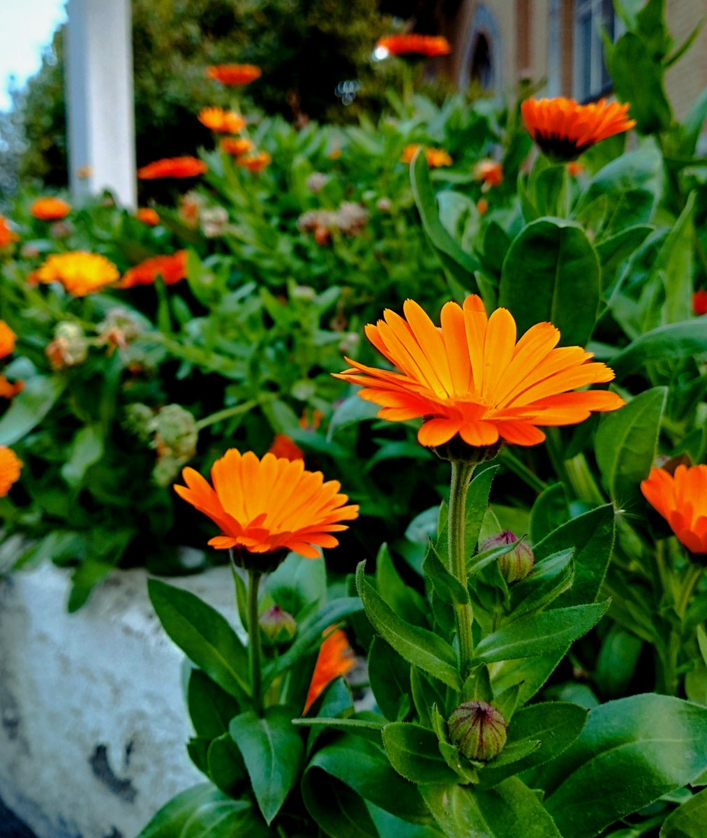 Maryam873537's tweet photo. نارنجی‌ترین قابِ گالریت کدومه؟ 🍂🧡 https://t.co/4RJEExvt8z