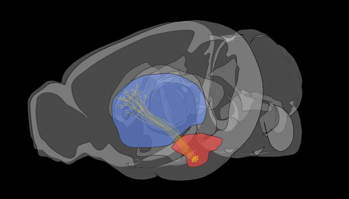 talius's tweet photo. #Dietary #supplements may #influence #lung #tumor #growth differently in #females and #males 

A surprising new study reveals a popular dietary supplement shrinks lung tumors in female mice while dangerously accelerating them in males >> https://t.co/ozGuVKkR43 https://t.co/IW66GFUJki
