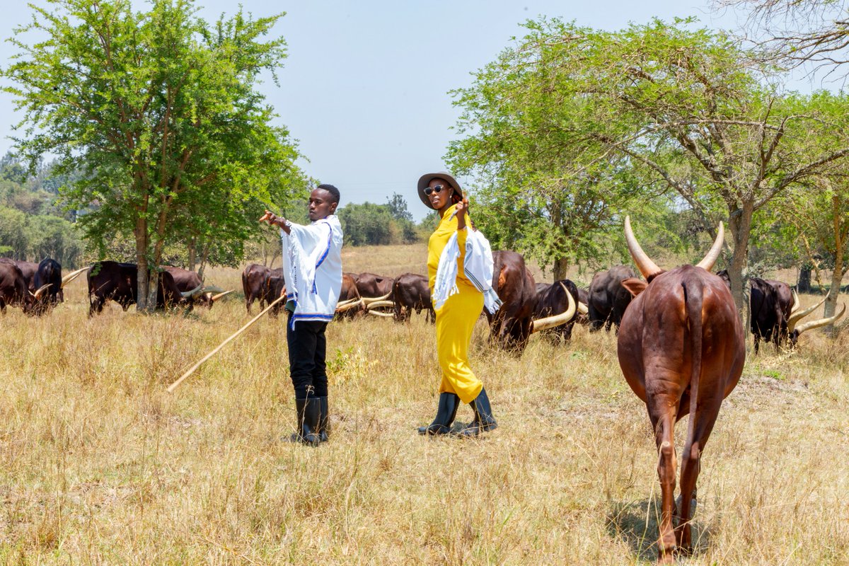 emburara's tweet photo. Your farm escape awaits you at Emburara Farm Lodge!

Book your stay with us now;
☎️+256 776 210 872/ +256 776 200 080
Email us; reservations@emburarafarmlodge.com
#lifeonthefarm #heritage #Ankolecattle #visitemburara
#exploreuganda https://t.co/TH5EdrkHeq