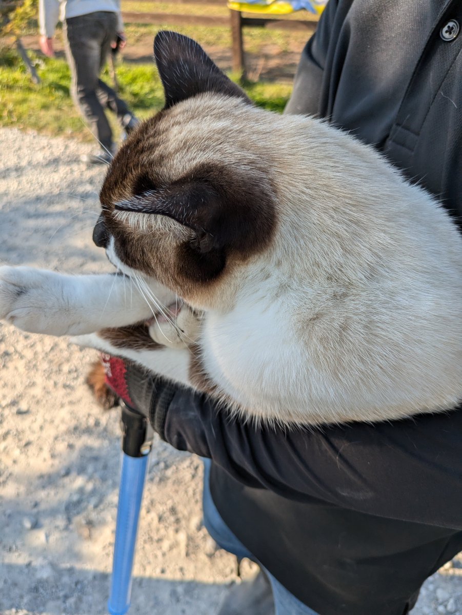 HHagano's tweet photo. コアラちゃん、とってもかわいい猫さん。　
なでなでさせてくれてありがとう。
突然の訃報で驚きました。

心よりお悔やみ申し上げます。 https://t.co/j31YiNUcIs