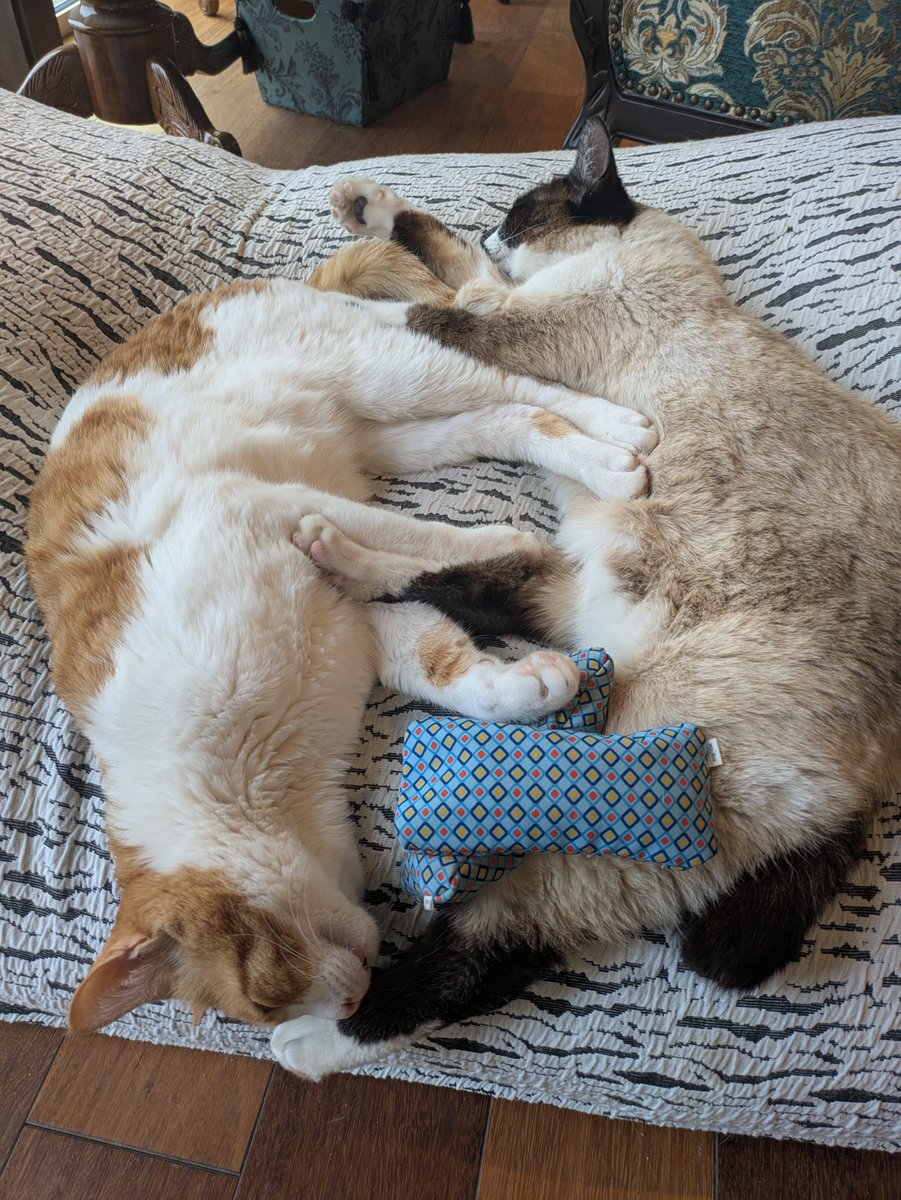 HHagano's tweet photo. コアラちゃん、とってもかわいい猫さん。　
なでなでさせてくれてありがとう。
突然の訃報で驚きました。

心よりお悔やみ申し上げます。 https://t.co/j31YiNUcIs