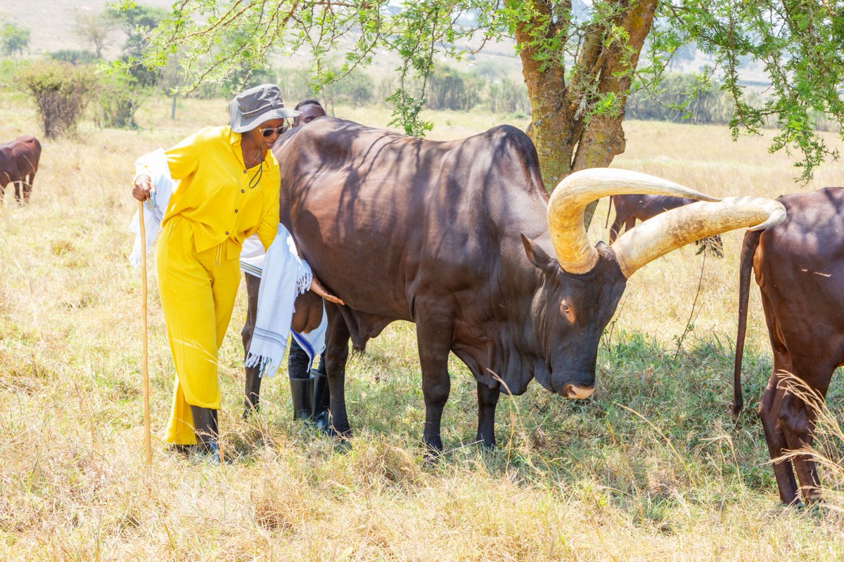 emburara's tweet photo. Your farm escape awaits you at Emburara Farm Lodge!

Book your stay with us now;
☎️+256 776 210 872/ +256 776 200 080
Email us; reservations@emburarafarmlodge.com
#lifeonthefarm #heritage #Ankolecattle #visitemburara
#exploreuganda https://t.co/TH5EdrkHeq