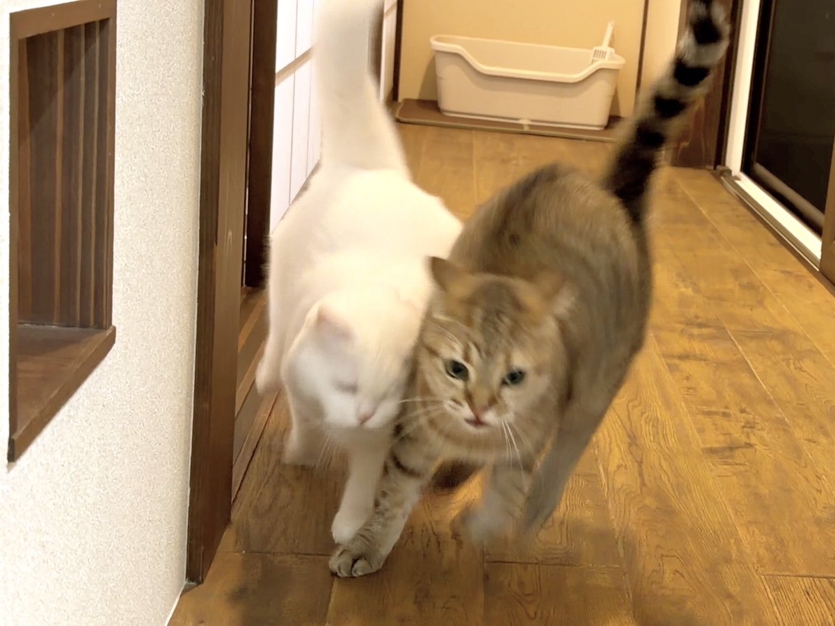 pomusan_cat's tweet photo. 接触事故が発生するも
双方モフモフのため無傷でした https://t.co/QTPcj1siiS