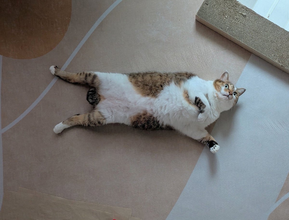 nekomeyome's tweet photo. ただいま https://t.co/h0ljpdNvKO