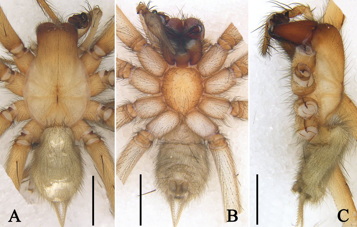 BioDataJournal's tweet photo. 🕷️The male of the cave #spider Troglocoelotes doul has been described for the first time. Known only from a female since 2024, the species belongs to a genus of 12 species from Guangxi and Guizhou, China, where eight are still known from females alone: https://t.co/N0GcyeJVFX https://t.co/QimGlaLuuJ