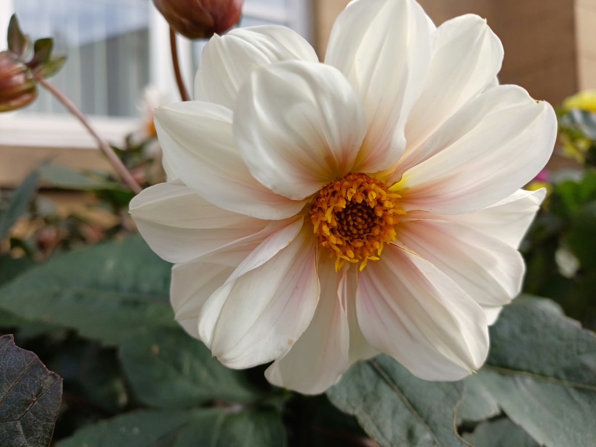 ShipleyTC's tweet photo. Shipley Town Hall is blooming! πΌ
There's a gorgeous, colourful display of flowers, with lots of wildlife enjoying the blooms!
#ShipleyCommunity #shipley https://t.co/Sp5nXOjSfe