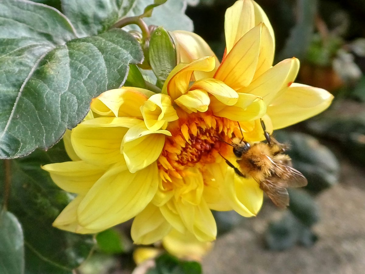 ShipleyTC's tweet photo. Shipley Town Hall is blooming! πΌ
There's a gorgeous, colourful display of flowers, with lots of wildlife enjoying the blooms!
#ShipleyCommunity #shipley https://t.co/Sp5nXOjSfe