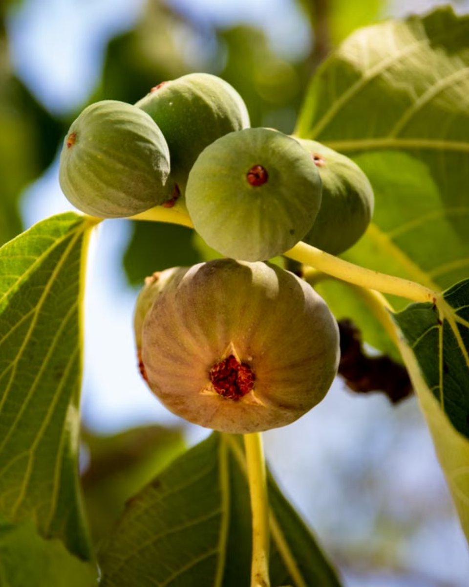 KrdSema's tweet photo. Fig evokes summer shade: sun-warmed leaves, milky sap, and ripe fruit nearby. In Fig Tree, the whole tree comes alive—leafy, fresh, softly milky, and familiar—brightened by citrus, grounded in woods, and softened with musk. https://t.co/yzlPMagvib