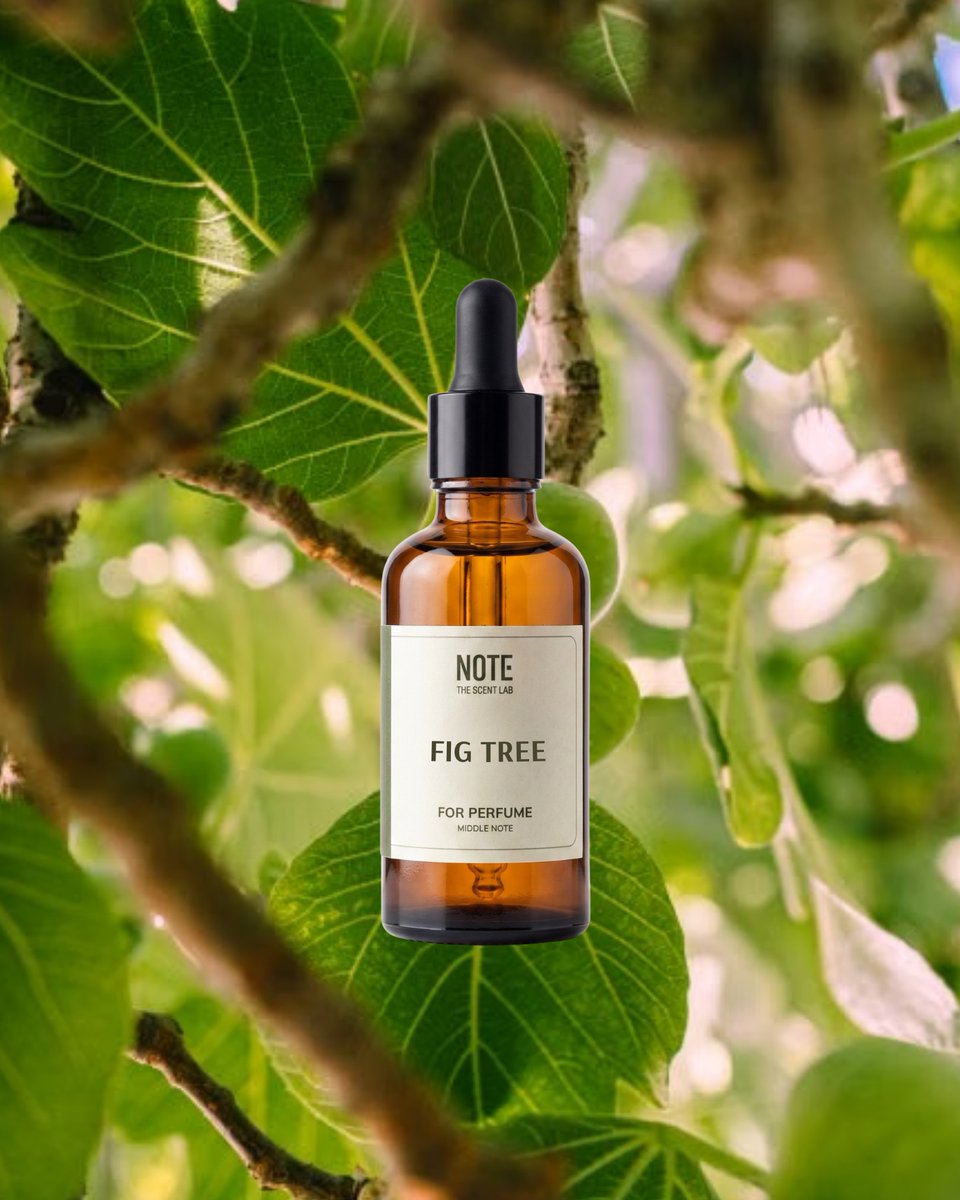 KrdSema's tweet photo. Fig evokes summer shade: sun-warmed leaves, milky sap, and ripe fruit nearby. In Fig Tree, the whole tree comes alive—leafy, fresh, softly milky, and familiar—brightened by citrus, grounded in woods, and softened with musk. https://t.co/yzlPMagvib