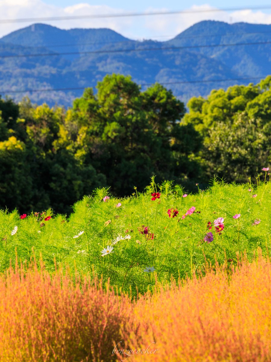 benzycocker's tweet photo. 青空に映える秋のコントラスト。 https://t.co/UXpSp702u4