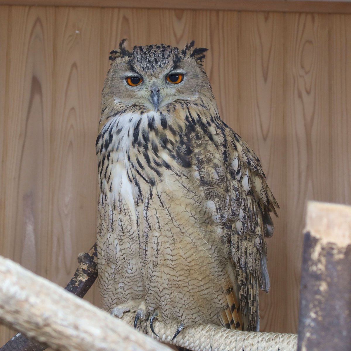 matsuevogelpark's tweet photo. 絵に描いたようなジト目で私を見るミミズクです。

#シベリアワシミミズク https://t.co/0dTCyVumpr