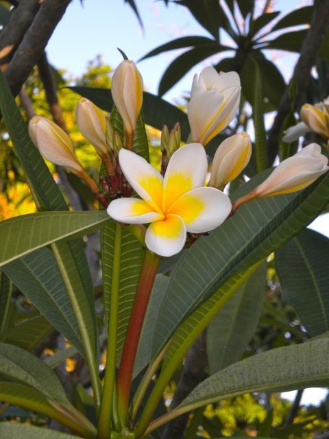 MauritiusGuide's tweet photo. Monday motivation in Mauritius 😍 https://t.co/sjWaFxFSxp