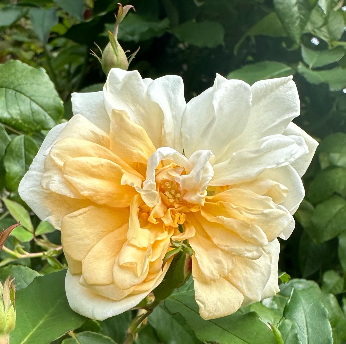 SkylarkArtist's tweet photo. Morning Roseโฆ
#Morning #Rose
๐ฟ๐ผ๐ฟ https://t.co/yqwqOBJe07