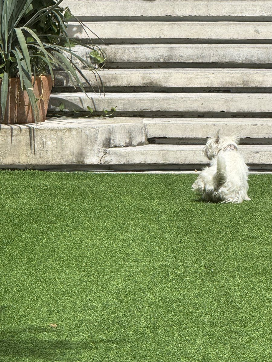 PPaPaPax's tweet photo. @JustSomeLuhBoi Let’s piss on the grass https://t.co/KxuKj3ZgGb