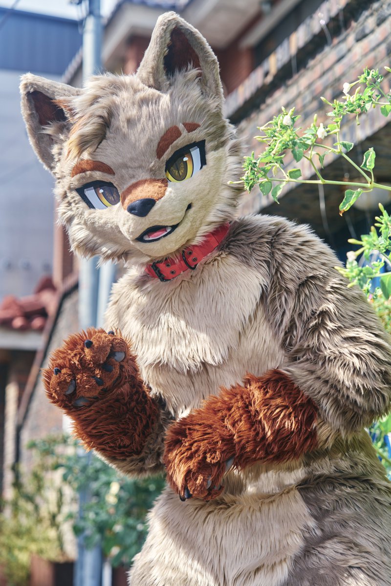Erie_on_coyote's tweet photo. 날씨 완전 좋지 않아?🐾
#fursuiteveryday https://t.co/sitPYk5YKA