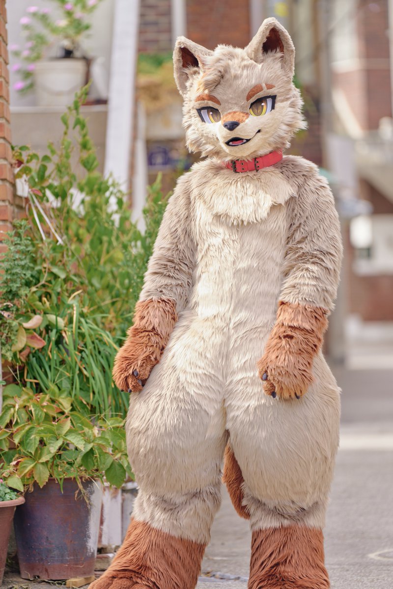 Erie_on_coyote's tweet photo. 날씨 완전 좋지 않아?🐾
#fursuiteveryday https://t.co/sitPYk5YKA