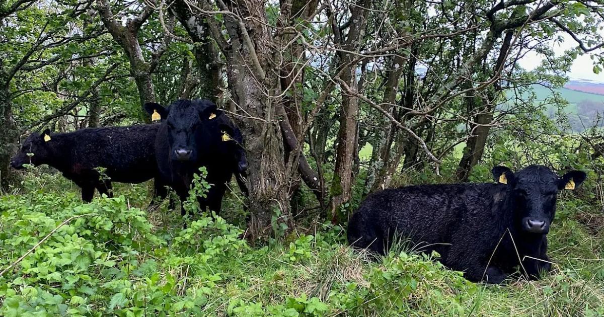scottishfarmer's tweet photo. Farm manager Matt Griffin will lead a walk showcasing how trees are integrated across the livestock system at Neidpath Farms near Peebles https://t.co/fnxd6EmZjo https://t.co/QZ7jxgVu7G