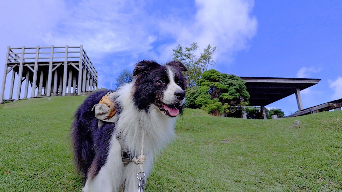 hikaruZG1300's tweet photo. 経ヶ峰を清掃登山してきました。伊勢湾を囲む愛知県や三重県のパノラマビューを楽しみましたワン♪

#清掃登山犬ハルとフク #ゴミ拾い #ごみ拾い #清掃活動 #ボランティア #犬 #ボーダーコリー https://t.co/1dFDPwJ1ND