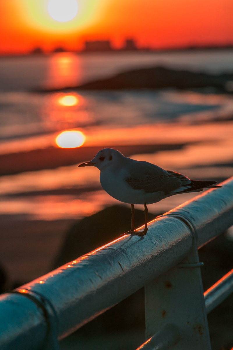 VincentPist5zx's tweet photo. [En la isla de Dongdao, el atardecer se posa en los rocas, y un pájaro canta, como si fingiera saludar al viento del mar.] https://t.co/aN4PYQoRP0