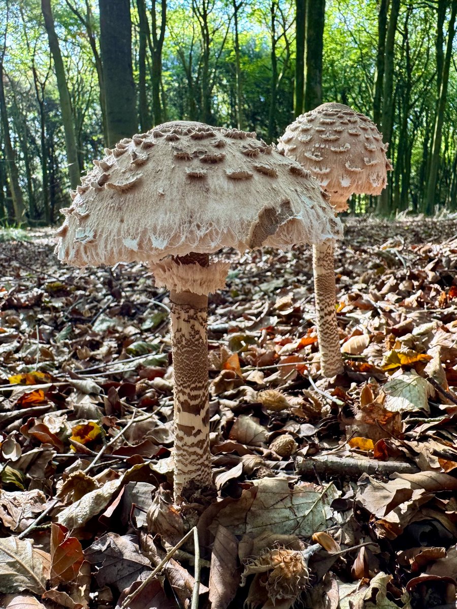 SHeadbirder's tweet photo. Parasol mushrooms in the beech wood near Snowshill yesterday. #fungi #MushroomMonday https://t.co/TVj8Ti0hf2